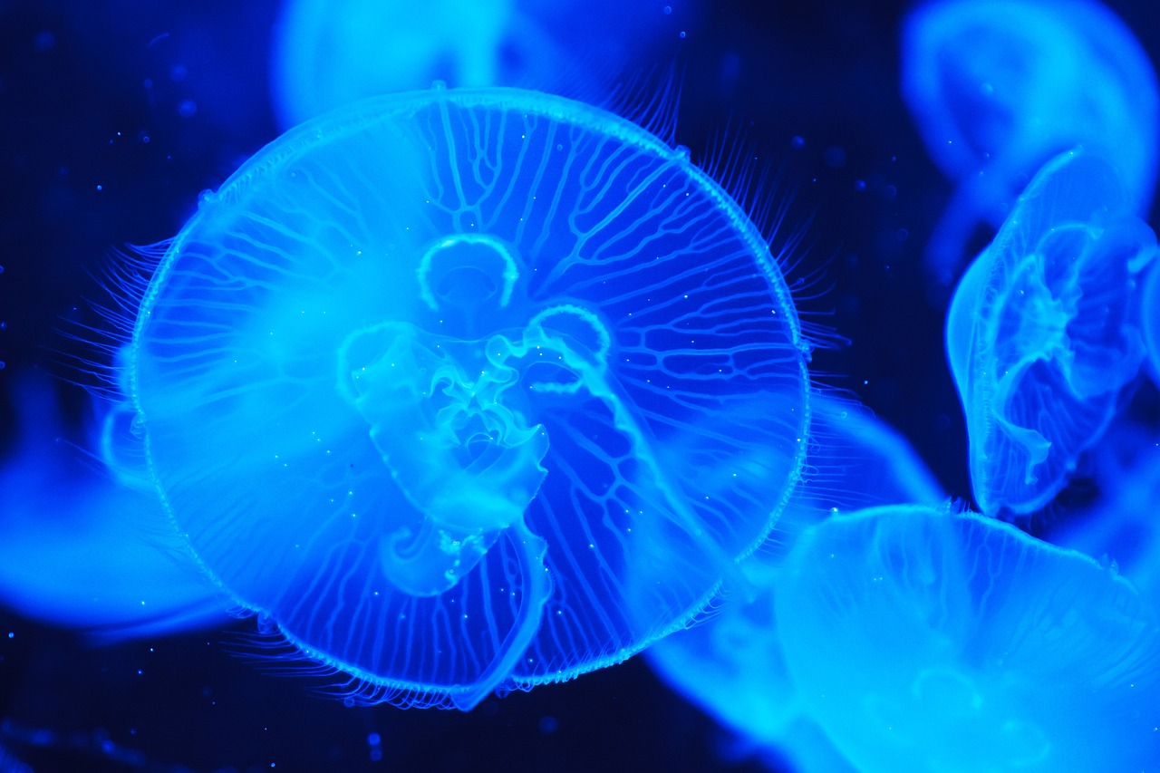 Recent Discoveries in Marine Biology - What’s New?
